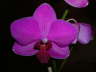 Phalaenopsis_violett