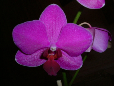 Phalaenopsis_violett